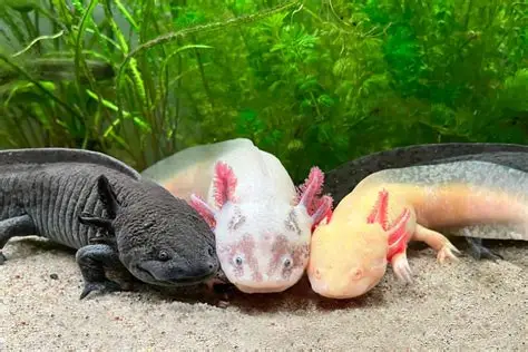 https://avonturia.nl/axolotls